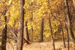 Autumn golden woods landscape wallpaper picture