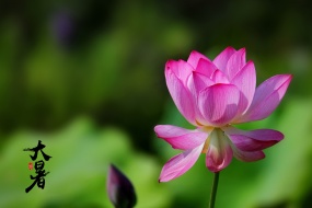 Lotus beautiful pictures desktop wallpaper during the great summer season