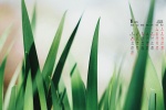 Eye-protecting grass green leaves calendar wallpaper for January 2022