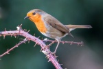 Robin on a branch picture