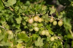 HD currant picture desktop wallpaper