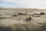 Seashells and conches on the beach landscape desktop wallpaper