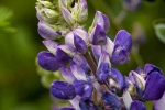 Purple lupine flower picture desktop wallpaper