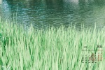 河边绿色草丛日历