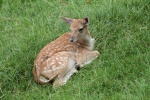 Cute red deer pictures