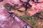 Sakura beautiful HD wallpaper