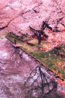 Sakura beautiful HD wallpaper
