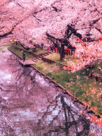Sakura beautiful HD wallpaper