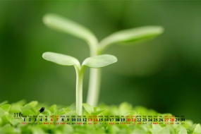 November 2021 Fresh Eye Care Calendar Wallpaper