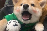 Cute animal Shiba Inu avatar picture