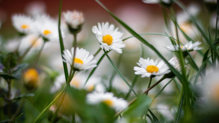 HD daisy flower pictures desktop wallpaper