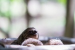 Sloth Pictures Cute Sloth Pictures