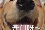 憨憨狗开门呀表情包