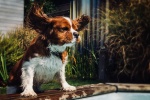King Charles Spaniel Pictures