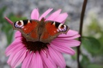 Beautiful peacock butterfly pictures