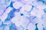Fresh and eye-catching hydrangea pictures desktop wallpaper