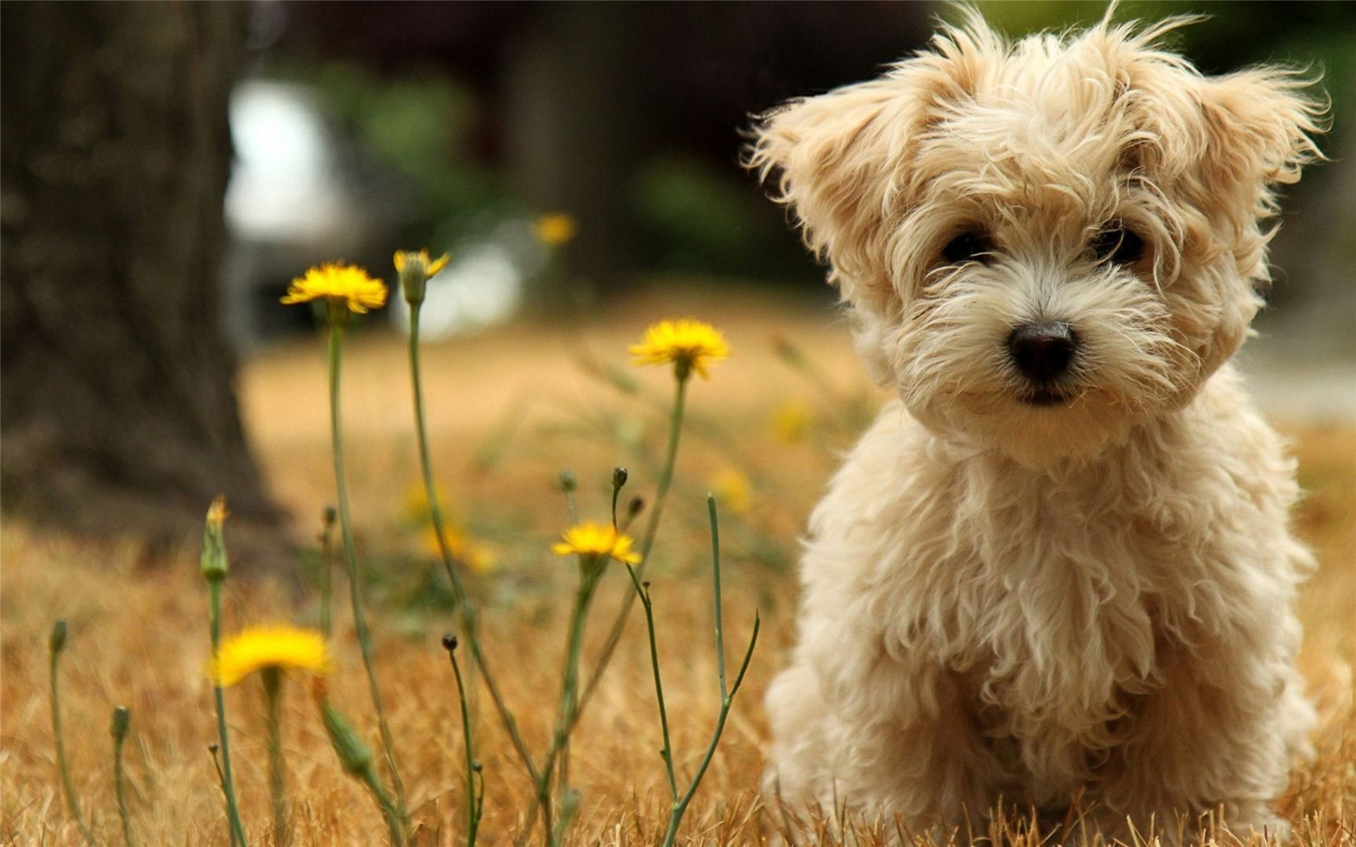 草地上可爱的萌宠小狗