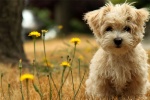Cute pet puppy on the grass