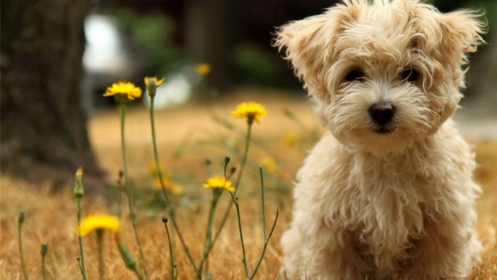 Cute pet puppy on the grass