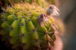 Thorny cactus pictures desktop wallpaper