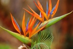 Strelitzia reginae pictures desktop wallpaper