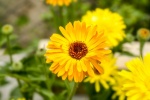 Orange marigold pictures