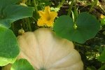 Pumpkin flower plant no watermark HD computer wallpaper
