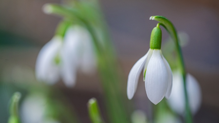White snowdrop pictures desktop wallpaper