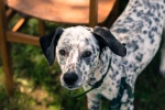 Dalmatian dog pictures