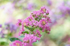 Lagerstroemia flower material picture HD desktop wallpaper