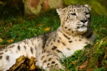 Fierce snow leopard pictures