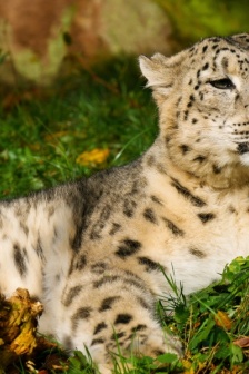 兇猛的雪豹圖片