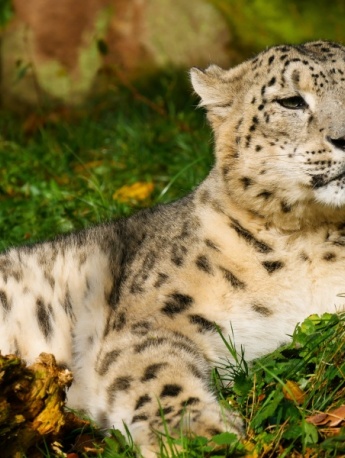 Fierce snow leopard pictures