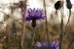 Fresh and elegant cornflower picture wallpaper