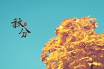 秋分唯美树叶美景图片桌面壁纸