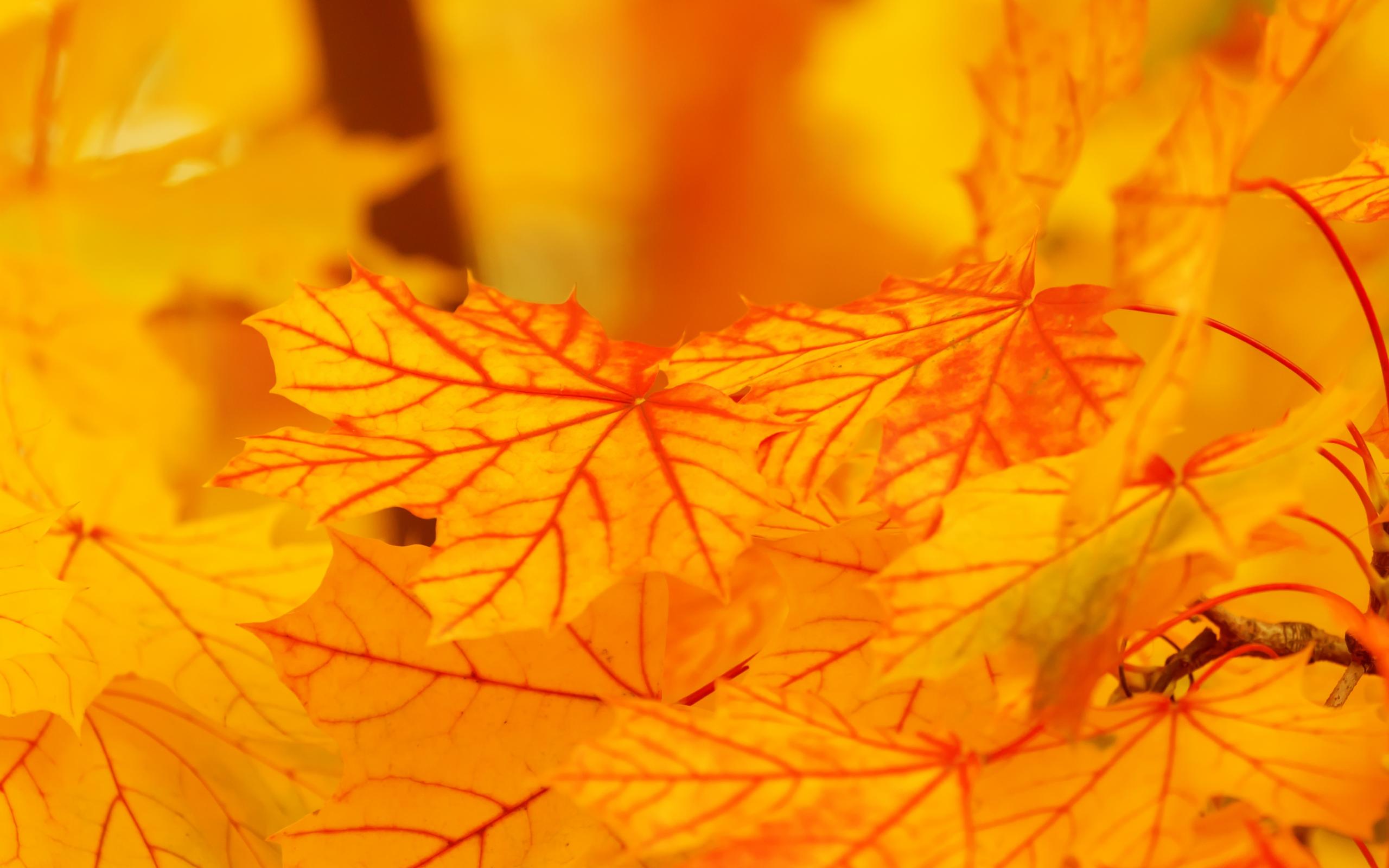深秋红色枫叶风景图片桌面壁纸