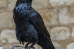 Picture of crow with jet black feathers