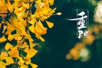 September 9th Double Ninth Festival ginkgo leaves picture wallpaper