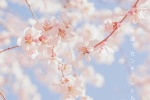 Japanese fresh style cherry blossom wallpaper