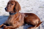 Lively Irish Setter Pictures