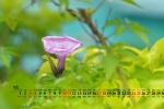 July 2021 Morning Glory Desktop Calendar Wallpaper