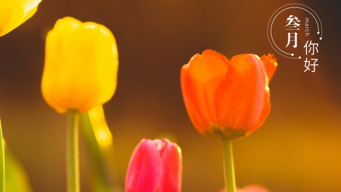 Hello March beautiful pictures desktop wallpaper