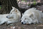 Ferocious arctic wolf pictures