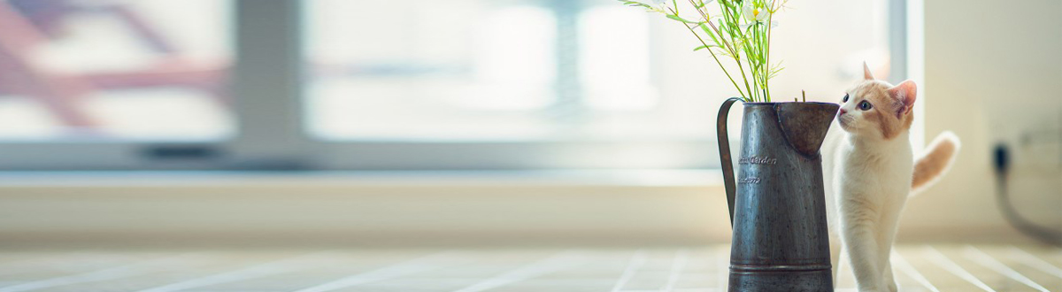 A collection of cute pet pictures