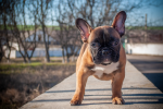 Medium sized dog bulldog pictures