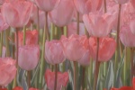 Pink tulips mobile wallpaper