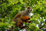 Squirrel monkey pictures