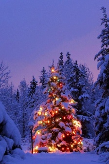 雪地里的圣诞树手机壁纸图片