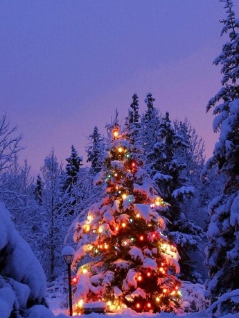 雪地裏的聖誕樹手機壁紙圖片