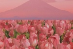 Pink tulip pictures mobile wallpaper
